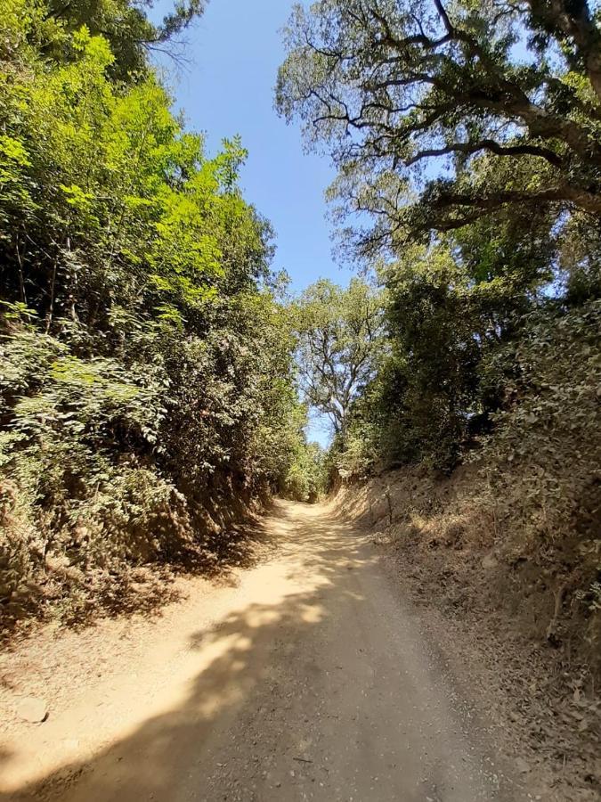 Podere Barlo Daire Campiglia Marittima Dış mekan fotoğraf