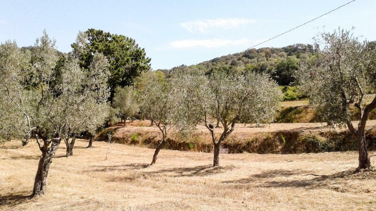 Podere Barlo Daire Campiglia Marittima Dış mekan fotoğraf